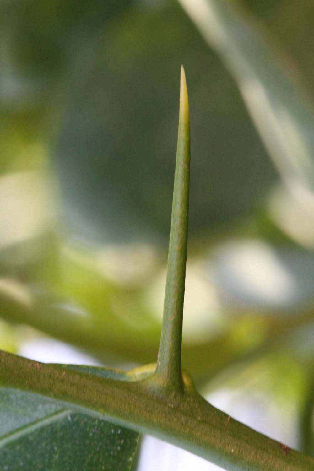              First year twig (Riverside, CA)       